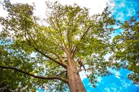 Mulching Services in Port Arthur, TX